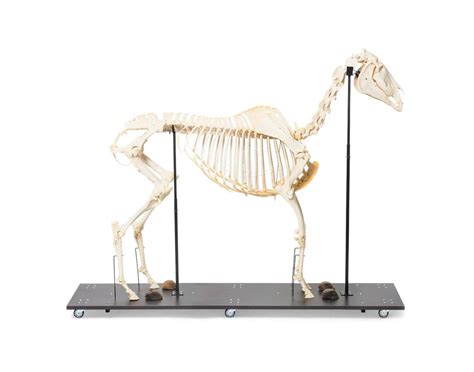 Horse Skeleton Anatomy Quiz