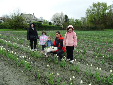 M Tropole De Grenoble L Op Ration Tulipes Pour Lutter Contre