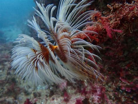 Sesimbra Arr Bida Marine Reserve Scuba Diving Experience Getyourguide