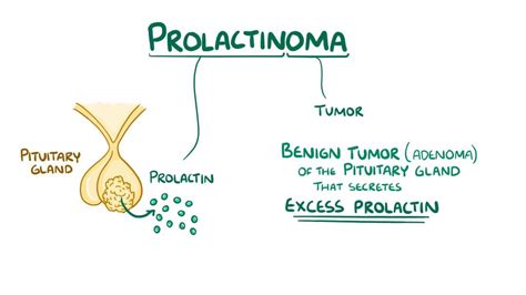 Prolactin Hormone Function