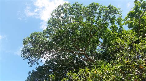 Ficus Balete Moraceae Image At Phytoimages Siu Edu