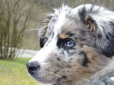 Blue Merle Australian Shepherd Puppies