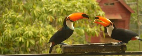 okinawa neo park  flamingo lake zoo nago jtr holidays