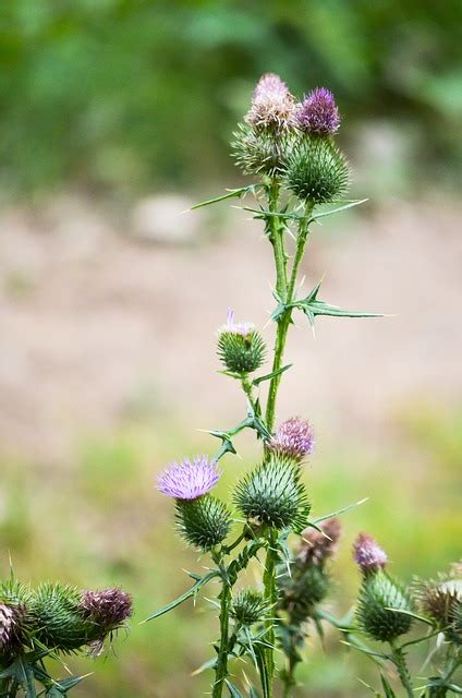 Cardo Flor Espinoso Flores Foto Gratis En Pixabay Pixabay