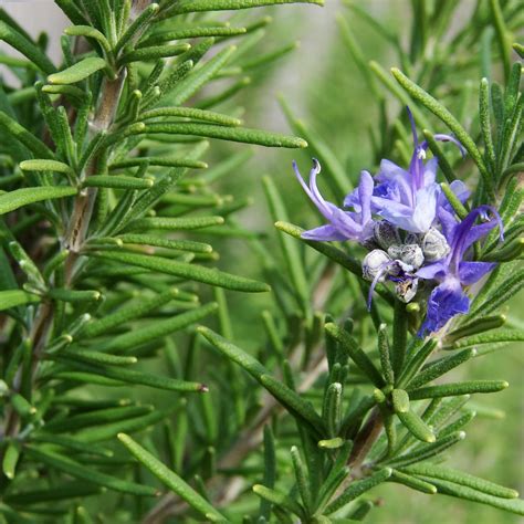 What are the health benefits of rosemary? - The Dissertation House