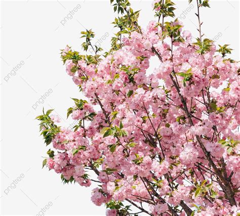 Flor De Cerezo Rosa Png Flores De Cerezo Cereza De La Tarde Planta