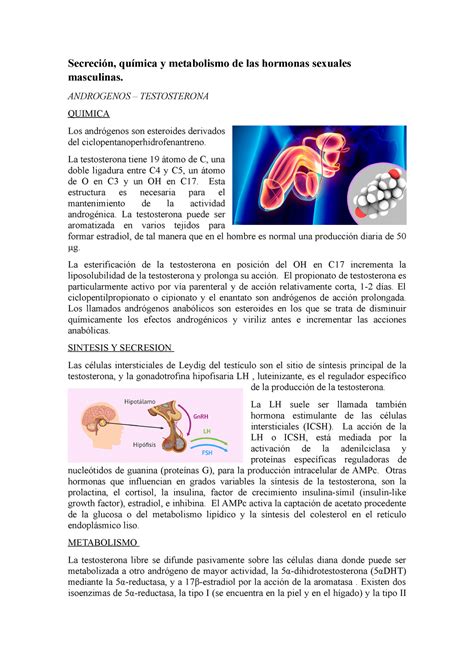 Hormona Sexual Resumen Corto Secreci N Qu Mica Y Metabolismo De Las