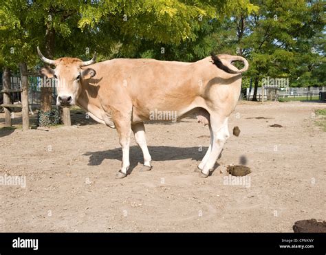 Mammal Droppings Faeces Hi Res Stock Photography And Images Alamy