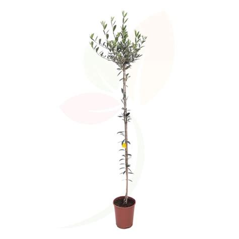 Olive or olea europaea planted in a pot, ideal for confined spaces ...