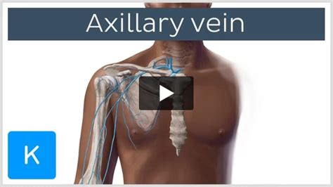 Video: Axillary vein | Kenhub