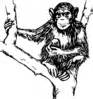 Monkey Clip Art At Clker Vector Clip Art Online Royalty Free