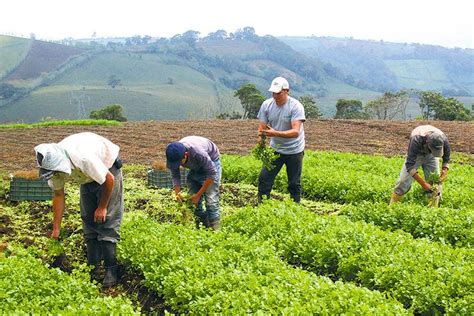 Valoran De Negativo Sector Agropecuario Primer A O De Abinader