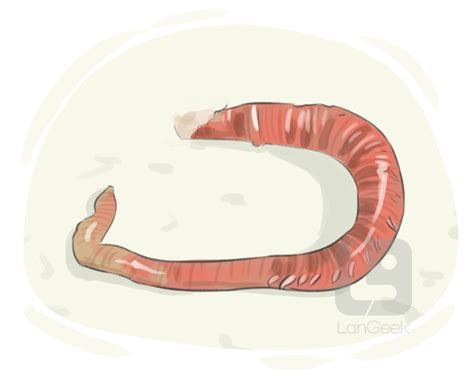 Definition & Meaning of "Lugworm" | LanGeek