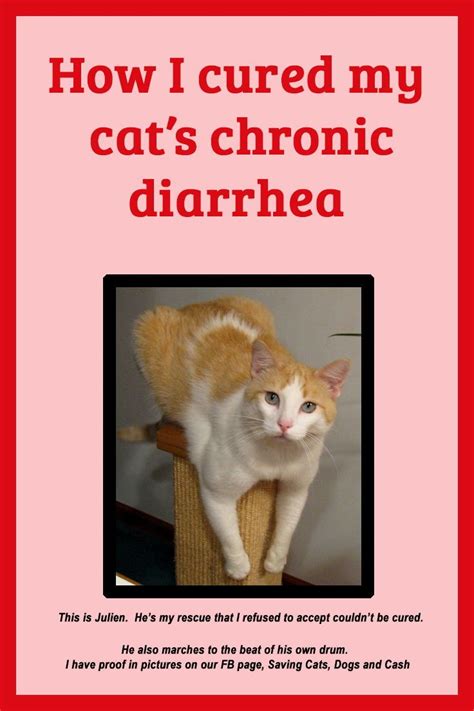 How I Cured My Cats Chronic Diarrhea Cat Diarrhea How To Cure