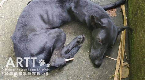 台灣動物緊急救援小組 救援後續 高雄捕獸夾斷掌白骨外露浪犬