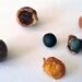 Sapindus Mukorossi Seeds Big Soap Nut Tree Soapberry Washnut Etsy