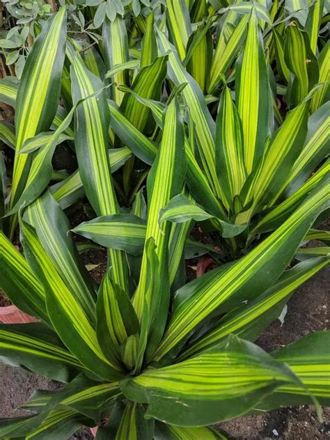 Dracaena Corn Plants For Sale Buying And Growing Guide