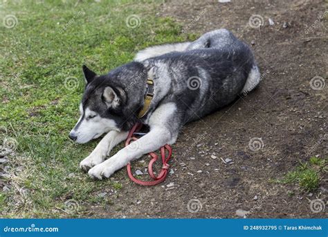 Perro Husky Siberiano Gris Tendido Sobre La Hierba En El Bosque Imagen