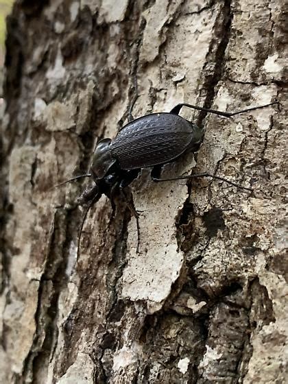 Mystery Beetle Carabus Vinctus Bugguide Net