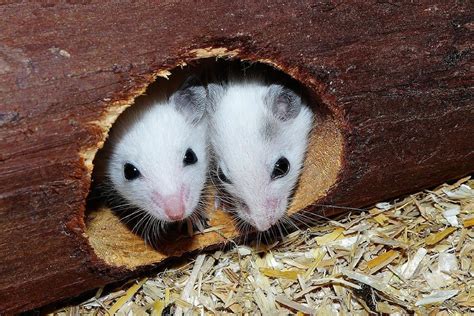 DiffÉrence Entre Rat Et Souris