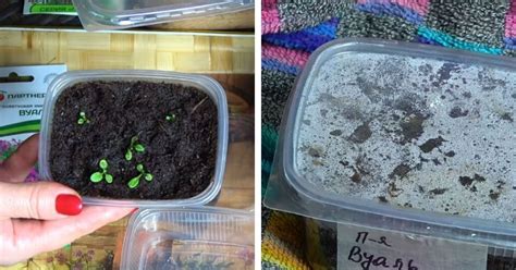 Действенный способ посадки петунии: взойдет моментально