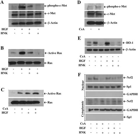 Honokiol Inhibits C Met HO 1 Tumor Promoting Pathway And Its Cross Talk