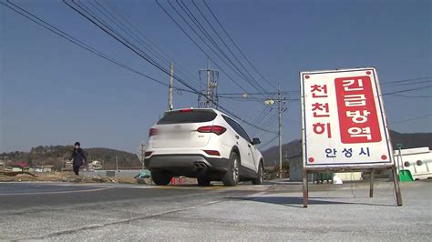 구제역 첫 발생 안성시 이동제한 해제구제역 끝나나 네이트 뉴스