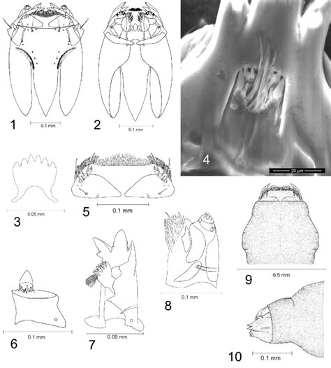 Ctenophora (Ctenophora) guttata, first instar larva: 1. General view... | Download Scientific ...