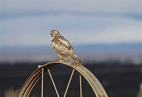 Red-tailed Hawk - East Cascades Audubon Society