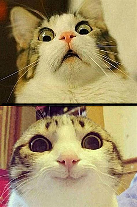 CAT Surprised Pleased D B TEMPLATE Blank Template Imgflip