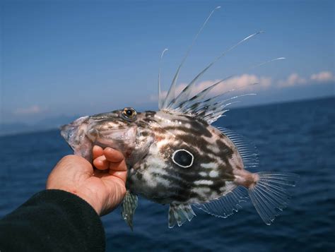 2023年 3月 鯵釣り マルパパ釣行記