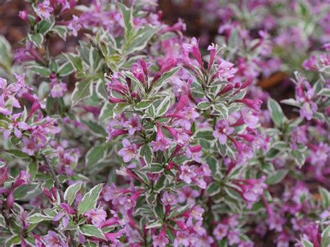 Proven Winners® Shrub Plantsweigela My Monet Purple Effect Proven Winners Direct