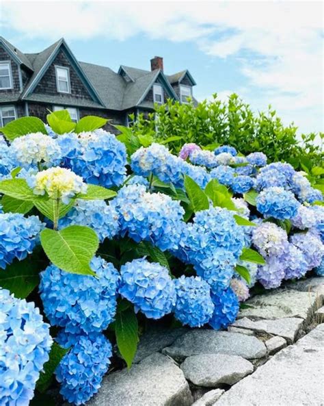 5 Blue Hydrangea Seeds Bloom Flower Hydrangea Seeds - Etsy