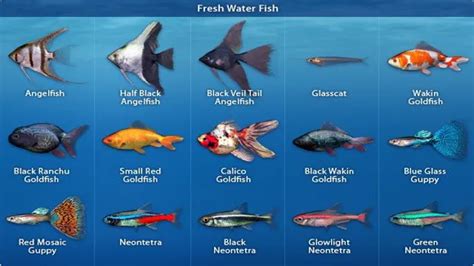 How To Care For Freshwater Aquarium Fish Tips And Tricks For Keeping