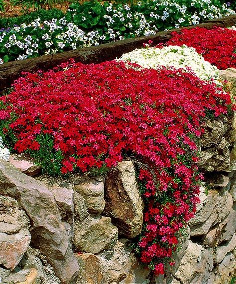 The perfect rock wall landscaping plants – Artofit