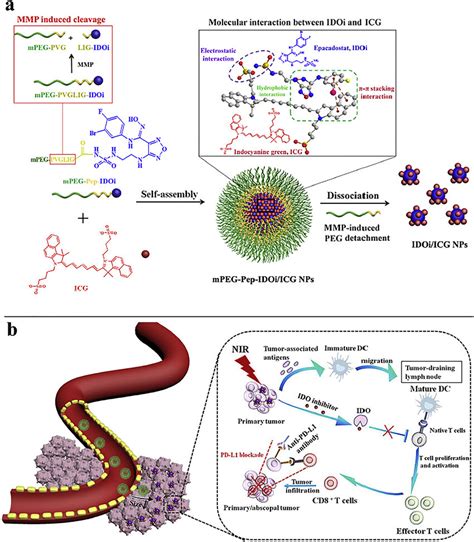 Schematic Illustration Of The TME Responsive Prodrug Nanoplatform With