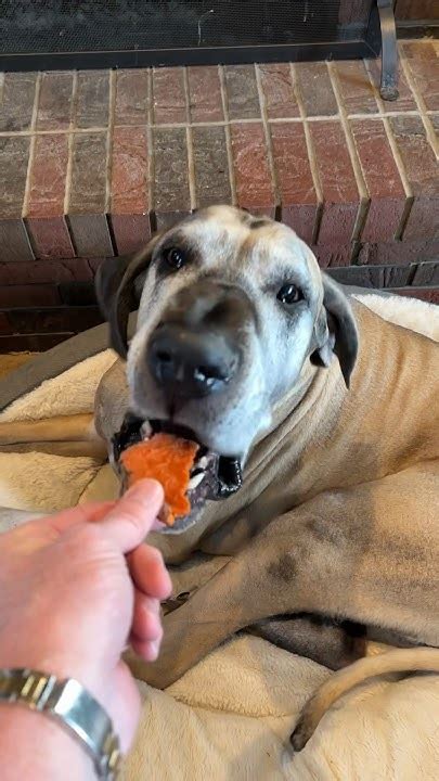 Finn The Great Dane Gets A Treat Greatdane Greatdanechannel Youtube