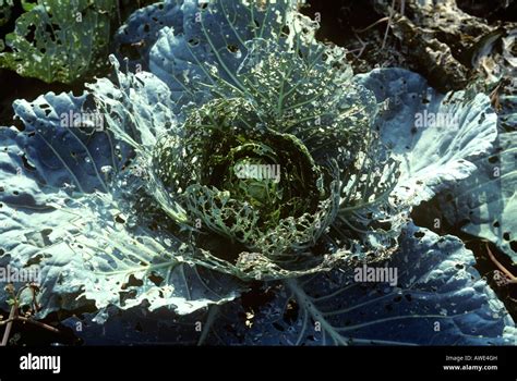 Diamondback moth Plutella xylostella severe damage to a cabbage plant ...