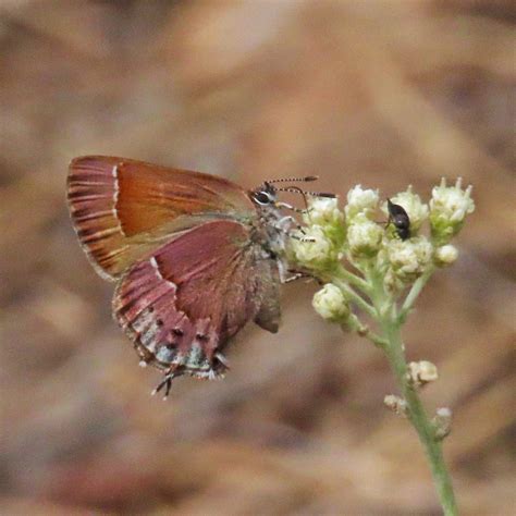 Callophrys gryneus (Juniper Hairstreak) – 10,000 Things of the Pacific