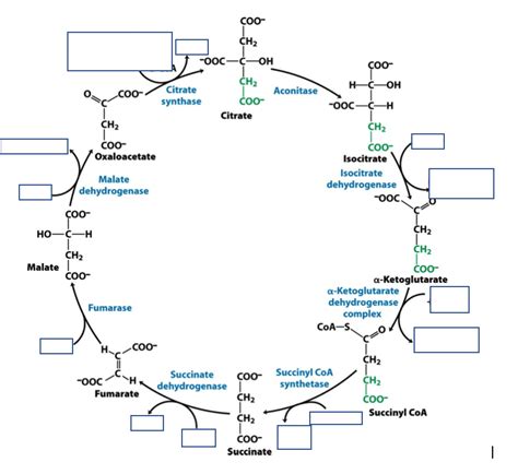 Biochem Tca Cycle Products Pt Diagram Quizlet