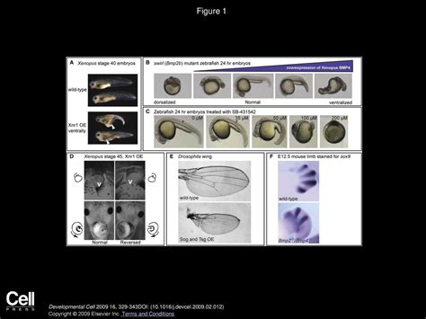 TGF β Superfamily Signaling in Embryonic Development and Homeostasis