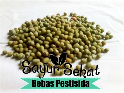 Kacang Hijau Berkebunkreatif