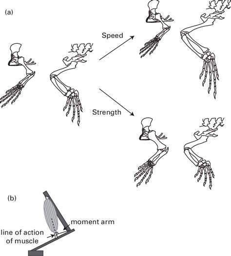 8 A Left Forelimb And Hindlimb Of Varanus Sp After Bellairs Download Scientific Diagram