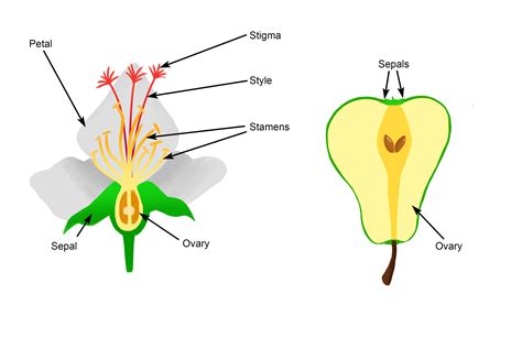 The Ovary Forms Into Fruit Which Aids The Spread Of Seeds