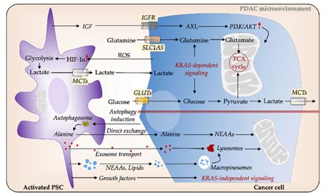 Pscs Facilitate Metabolic Reprogramming In Pdac Cancer Cells Secrete