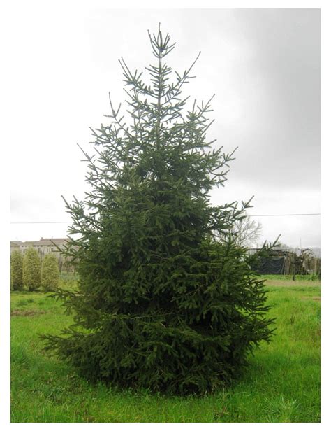 Picea Abies Épicéa Commun