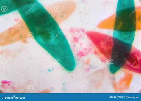 Paramecium Caudatum Under the Microscope - Abstract Shapes in Co Stock ...