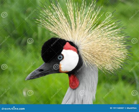 Crowned Crane Portrait Side View Stock Image Image Of Balearica Side