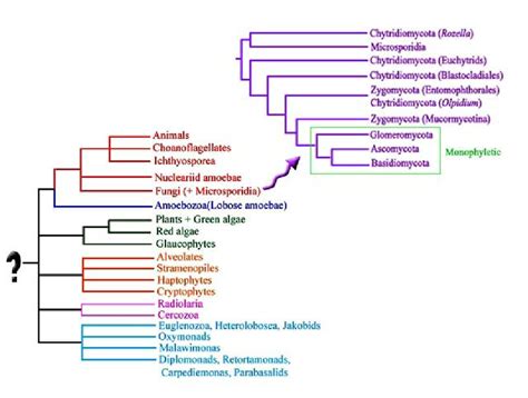 Phylogenetic Tree Depicting The Relationships Of Different Groups Of Download Scientific