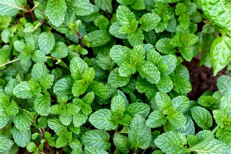 Peppermint Urban Tilth